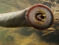 Ilmuwan Kuak Hubungan Belut Purba Penghisap Darah dengan Manusia