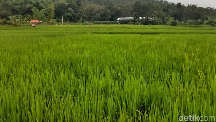 beras jepang