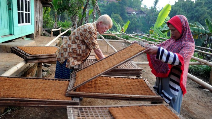 GARUT, WEST JAVA, INDONESIA - JUNE 09: Firman 44 years old accompanied by his wife during activities drying tobacco in Ciburuy Village, Garut Regency, West Java Province, on June 09, 2022. According to villagers living in Ciburuy Village, there are 10 teenagers and adults albinism diagnosed people who study and work outside the village. Albinism is a genetic condition that causes a person to lack color pigment. Due in the skin and hair, a unique pigment that is not the same as other residents around the village, albinism people are sometimes getting ridiculed and insulted. Thatâs why, albinism residents are forced to stop going to school, since they loses their confidence. But on the other hand, over time, the local residents begin to embrace and make albinism friends as a daily habit. This village also has quite unique rules. One of them is, it is forbidden to make a visit on Tuesdays and Fridays. This is a taboo that has been passed down from generation to generation since the ancestors of the residents of Kampung Ciburuy and has never been violated by the community. (Photo by Dasril Roszandi/Anadolu Agency via Getty Images)
