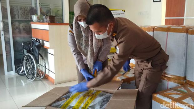 Cicak kering yang akan diekspor.