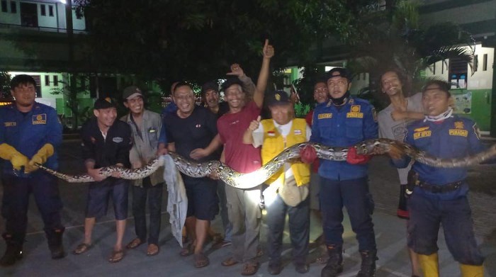 Damkar Bekasi evakuasi ular 6 meter