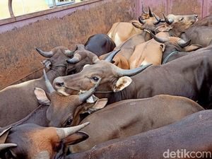 Sapi Positif PMK, Satu Desa di Bengkulu Diisolasi