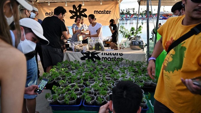 Festival Ganja Digelar Meriah di Thailand, Intip Penampakannya Belum lama ini Thailand melegalkan ganja untuk warganya. Tak berselang lama, festival ganja digelar meriah oleh warga di Thailand. Begini penampakannya.