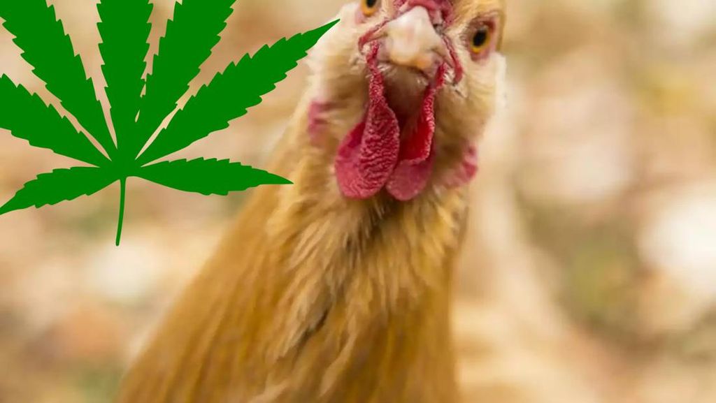 Ayam Thailand Konsumsi Ganja, Dagingnya Diklaim Lebih Bergizi