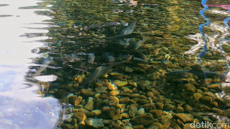 Ikan Dewa Objek Wisata Cibulan.