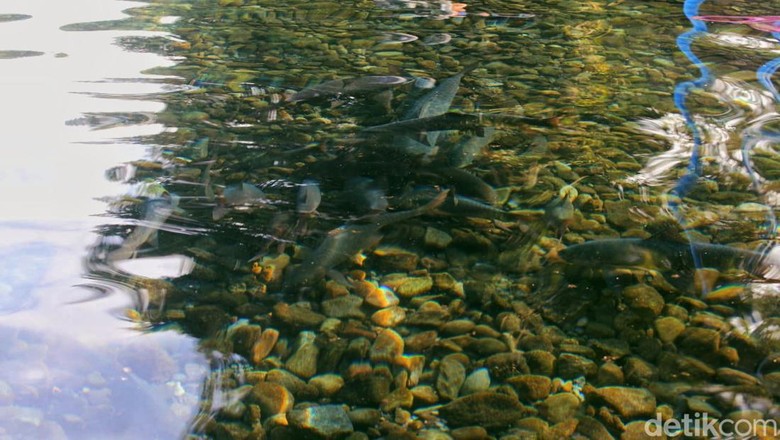 Ikan Dewa Objek Wisata Cibulan. Ikan Dewa Objek Wisata Cibulan.
