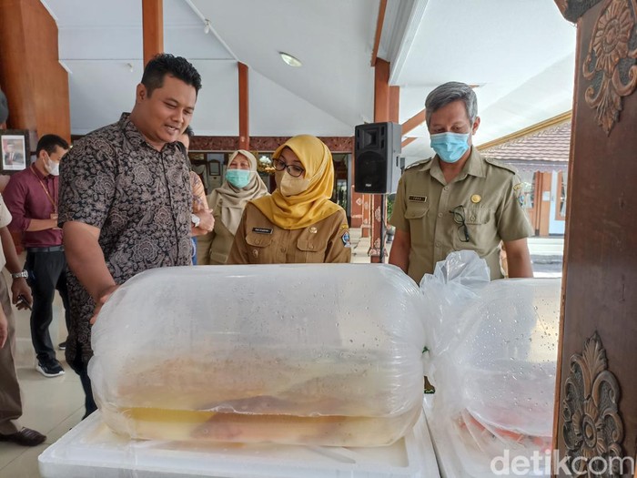 Ikan koi asal Blitar siap diekspor ke Malaysia