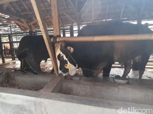 Peternak di Tasik Gusar Tunggu Vaksin PMK Jelang Iduladha