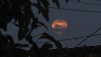 Fenomena Bulan Purnama Stroberi terlihat di langit Depok, Jawa Barat, malam tadi. Tak sempat melihat penampakannya? Nih ada fotonya.