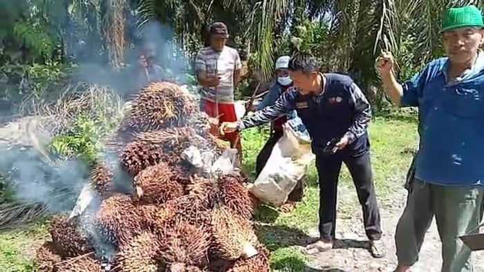 Petani di Lutra bakar buah sawit karena protes harga anjlok.