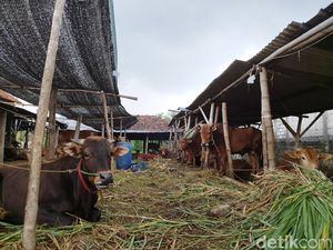 Pemkab Gresik Larang Jual Sapi Kurban Keluar Kota, Sanksinya Bisa Disita