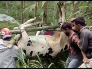 Nyaris 4 Ribu Hewan Ternak di Bandung Barat Terpapar PMK