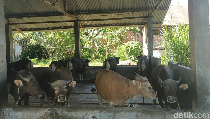 Sapi di Bengkulu.