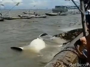 Nelayan Temukan Bangkai Hiu di Perairan Bangkalan