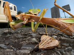Keren Parah! Karya Jawara Kontes Foto Hewan Bikin Mata Terbelalak