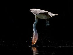 Keren Parah! Karya Jawara Kontes Foto Hewan Bikin Mata Terbelalak