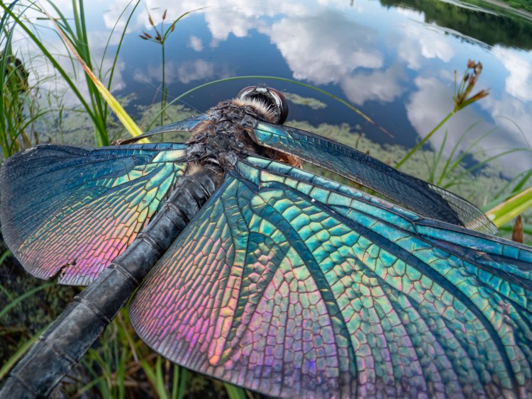 BigPicture Photography Competition BigPicture Photography Competition