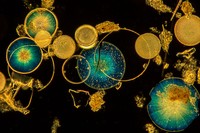 BigPicture Photography Competition