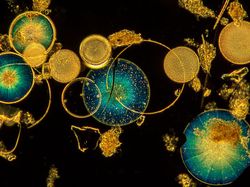 Keren Parah! Karya Jawara Kontes Foto Hewan Bikin Mata Terbelalak