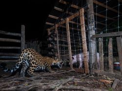 Keren Parah! Karya Jawara Kontes Foto Hewan Bikin Mata Terbelalak