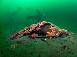 Keren Parah! Karya Jawara Kontes Foto Hewan Bikin Mata Terbelalak