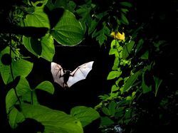 Keren Parah! Karya Jawara Kontes Foto Hewan Bikin Mata Terbelalak