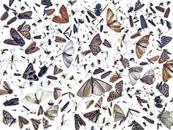 Keren Parah! Karya Jawara Kontes Foto Hewan Bikin Mata Terbelalak