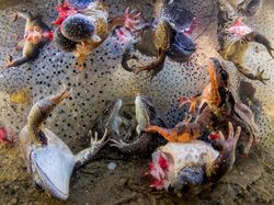 Keren Parah! Karya Jawara Kontes Foto Hewan Bikin Mata Terbelalak