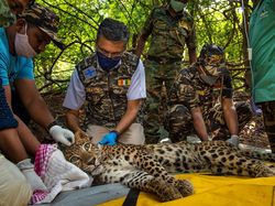 Keren Parah! Karya Jawara Kontes Foto Hewan Bikin Mata Terbelalak