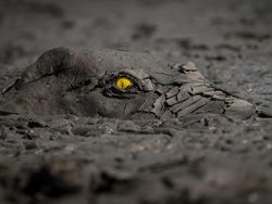 Keren Parah! Karya Jawara Kontes Foto Hewan Bikin Mata Terbelalak