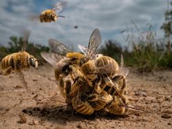 Keren Parah! Karya Jawara Kontes Foto Hewan Bikin Mata Terbelalak