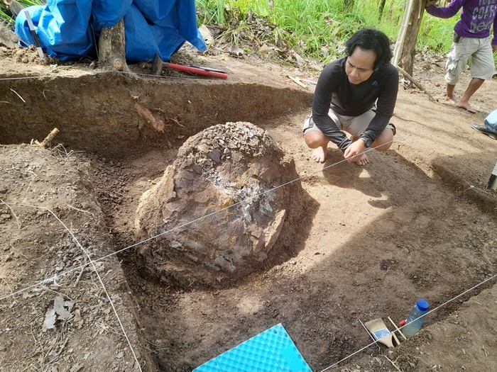 Fosil yang diperkirakan kura-kura purba.