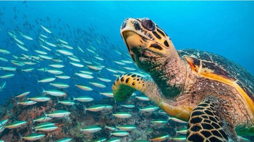 Hari Penyu Sedunia diperingati pada tanggal 16 Juni setiap tahunnya. Hari Penyu Sedunia bertujuan untuk menyoroti pelestarian hidup penyu.