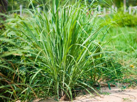 Lemongrass or Lapine or Lemon grass or West Indian or Cymbopogon citratus were planted on the ground. It is a shrub, its leaves are long and slender green. It is an herb which was made into food and medicine.