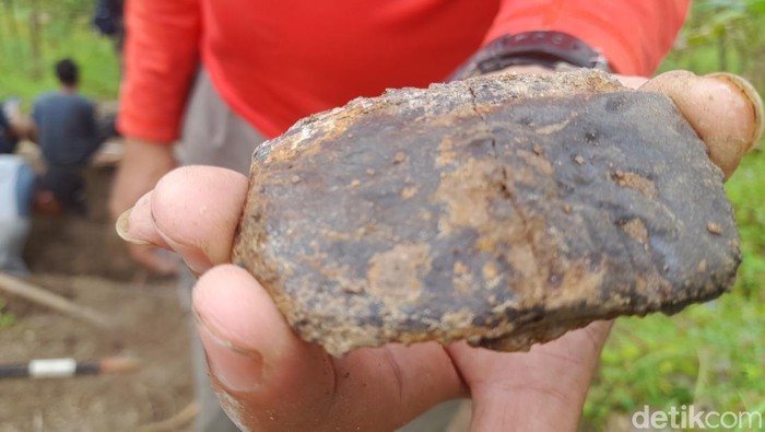 Kepingan fosil kulit buaya.