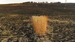 Foto Ini Rekam Hitamnya Hutan karena Kebakaran-Cuaca Panas di Spanyol