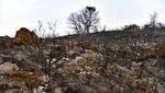 Foto Ini Rekam Hitamnya Hutan karena Kebakaran-Cuaca Panas di Spanyol