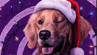 Anjing golden retriever yang ditemui Kate Bishop di episode pertama ini sebenarnya sangat terkenal di komik Marvel seri Hawkeye. Foto: dok Marvel Cinematic Universe