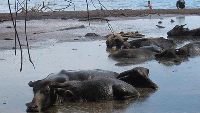 Aneh, Pantai Kok Isinya Kerbau Lagi Berkubang