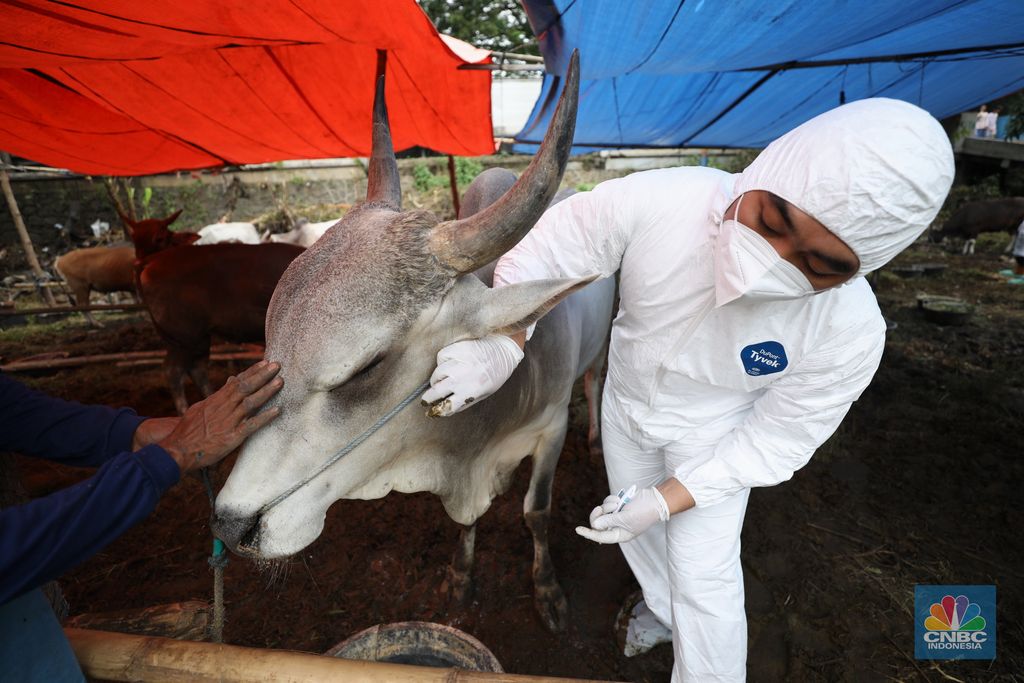 Dinas Ketahanan Pangan Kota Tangerang dengan menggunakan pakaian alat pelindung diri melakukan pengecekan kesehatan sapi yang berasal dari Bima, Nusa Tenggara Barat (NTB) di area Kecamatan Cipondoh, Tangerang, Banten, Rabu (15/6/2022). (CNBC Indonesia/ Tri Susilo)