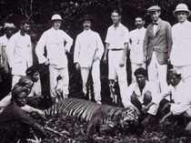 5 Fakta Harimau Jawa yang Punah dan Kini Muncul Tanda-tanda Kehidupannya