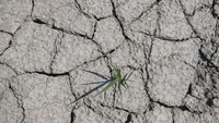 Menurut pengamat sungai, kekeringan yang mempengaruhi sungai terpanjang di Italia Po adalah yang terburuk dalam 70 tahun terakhir.