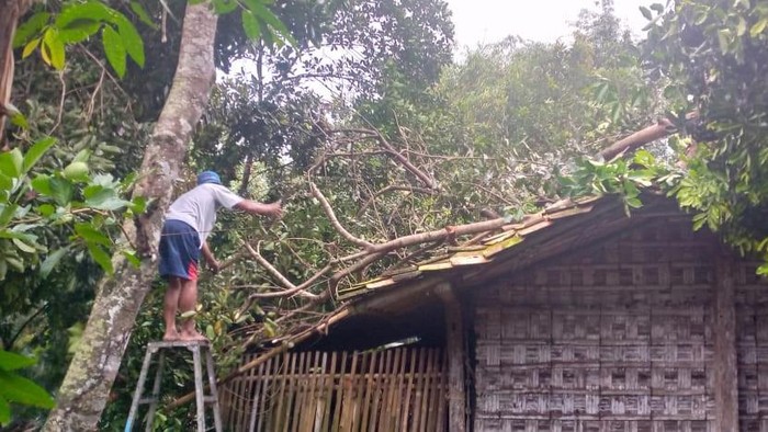 Warga Sleman membersihkan atap rumahnya yang tertimpa pohon tumbang, Kamis (16/6/2022).