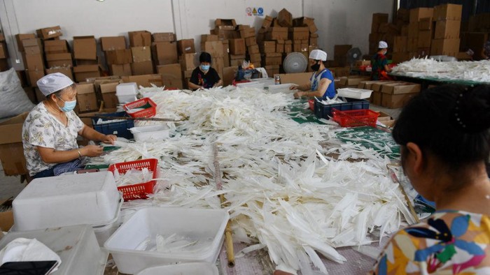 CHENGDU, CHINA - AUGUST 10: An employee processes goose feathers for export at a factory of Chengdu Chengyu Sports Goods Co., Ltd, a supplier for Yonex's feather shuttlecock manufacturing business, on August 10, 2021 in Chengdu, Sichuan Province of China. (Photo by Hua Xiaofeng/VCG via Getty Images)