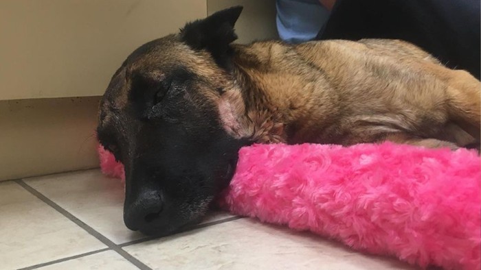 Eva, Anjing Belgian Mallinois