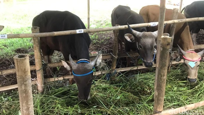 Lapak sapi kurban Andri di depan Terminal Tipe A Kota Sukabumi