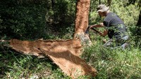 Seorang pria menarik gabus dari kulit pohon ek di pabrik De Maria Taps S.L., Cassa de la Selva, Girona, Catalonia, Spanyol, Kamis (16/6/2022) waktu setempat.  Tutup botol wine turut menentukan kualitas dan aroma minuman. Tidak mengherankan, proses pembuatannya harus dijaga dengan baik.