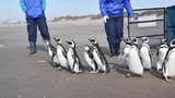Gemas! Pelepasan 12 Ekor Pinguin Usai Rehabilitasi di Argentina