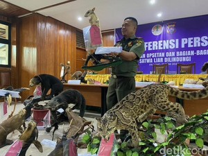 KLHK Sita 30 Opsetan Satwa Dilindungi di Padang Panjang