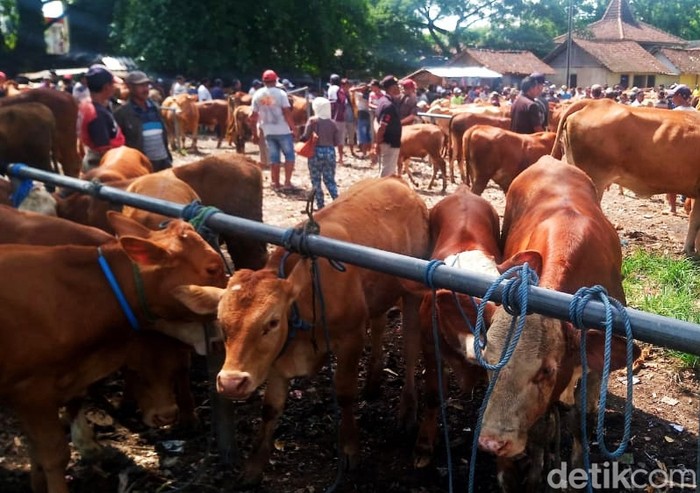 Sapi di Banyuwangi
